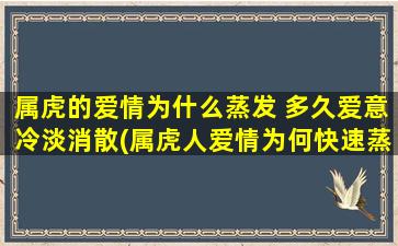 属虎的爱情为什么蒸发 多久爱意冷淡消散(属虎人爱情为何快速蒸发？多久才能完全消散？)